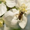 butinage de fleurs de pommier dans mon jardin 2. avril 2020. philippe vander linden